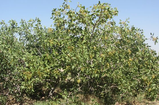 پسته به نام رفسنجان ثبت ملی می شود