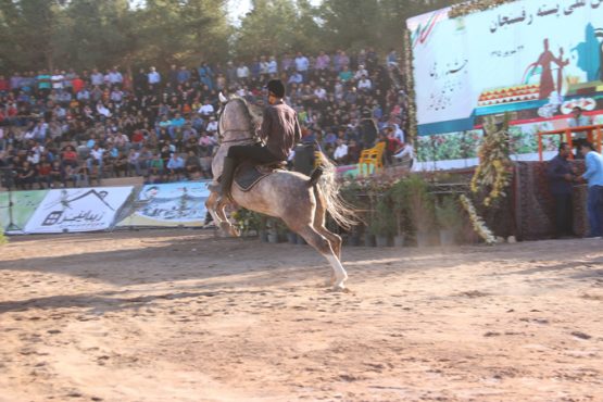 جشنواره زیبایی اسب در رفسنجان برگزار شد / تصاویر