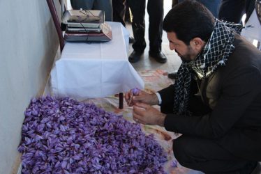 بازدید فرماندار رفسنجان از روند برداشت زعفران در خنامان / تصاویر