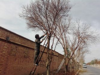 آغاز هرس زمستانه درختان سطح شهر رفسنجان