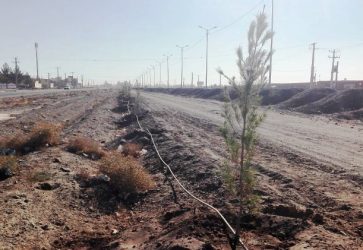 تکمیل عملیات درختکاری بلوار خلیج فارس
