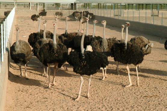 اقتصاد مقاومتی با پرورش شتر مرغ در رفسنجان