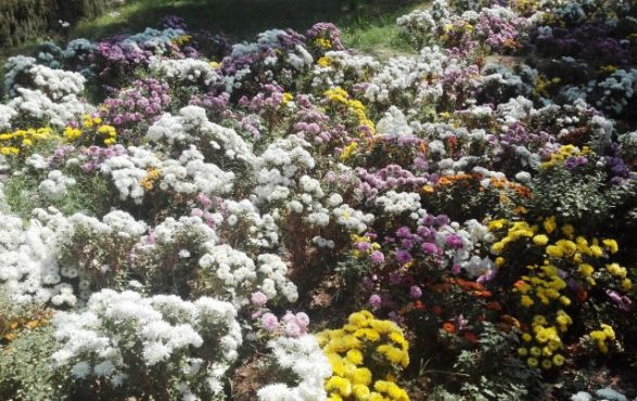 کاشت بیش از ۵ میلیون نشاء از انواع گل های مختلف در سطح شهر رفسنجان