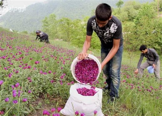 پرورش بلدرچین و کبک و کاشت گیاهان دارویی درآمد اقتصادی بالایی دارد