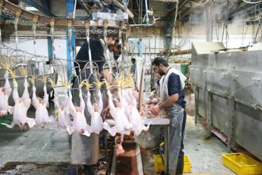 رفسنجان تولید کننده یک سوم مرغ گوشتی استان / تمامی کشتارگاه های رفسنجان تحت نظارت شرعی و بهداشتی هستند