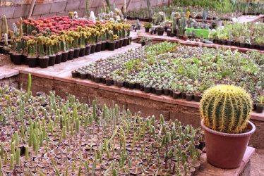 عرضه بیش از ۳۰۰ نوع کاکتوس در نهالستان شهرداری رفسنجان