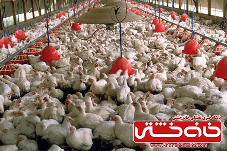 بی تدبیری که هزاران مرغ در رفسنجان را در آستانه تلف شدن قرار داده است
