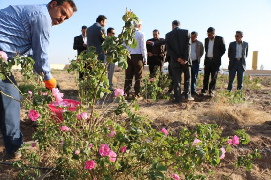 آغاز برداشت ۴۰ تن گل محمدی در رفسنجان / عکس