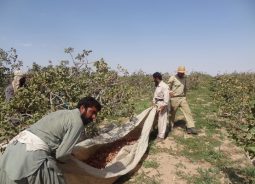 ۳۵۰ هزار کارگر کار برداشت پسته در رفسنجان را انجام می دهند