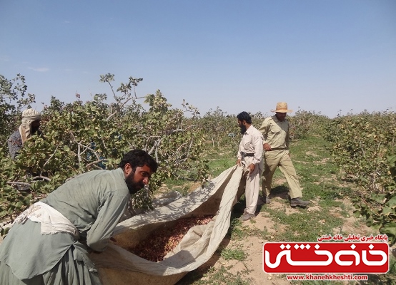 کارگران برداشت پسته در رفسنجان