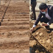 احداث مزرعه تحقیقاتی کاشت و تولید زعفران در دانشگاه پیام نور رفسنجان/ تصاویر