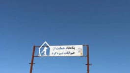 شهرداری رفسنجان پیشرو در حمایت از حقوق حیوانات