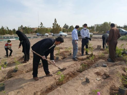 راه اندازی نخستین مزرعه تحقیقاتی کشت و برداشت گل محمدی در دانشگاه پیام نور رفسنجان