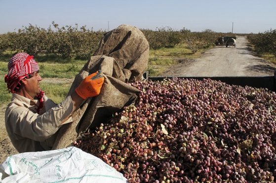 مورد مثبت کرونا در بین کارگران فصلی نداشتیم