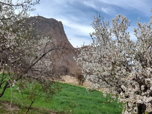 داوران زیر پای بهار، شکوفه پهن می‌کند