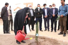 کاشت درخت توسط خبرنگاران رفسنجان 