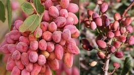شرکت دانش بنیانی که پسته کرمان را نجات داد
