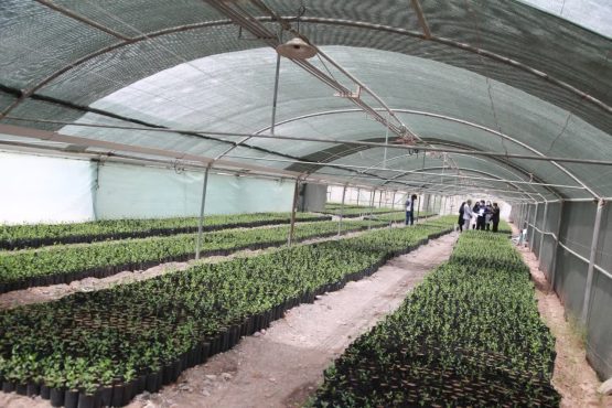 تولید نهال پسته با تکنولوژی انکپسولاسیون در دانشگاه ولیعصر (عج) رفسنجان + عکس