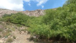 رفسنجان دو درخت کهنسال ثبت ملی دارد