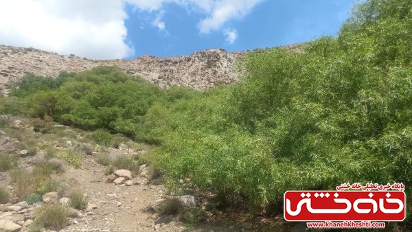 رفسنجان دو درخت کهنسال ثبت ملی دارد