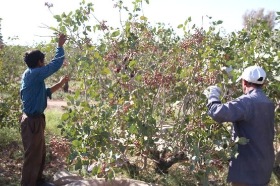 طرح مشکلات پسته کاران رفسنجانی در کمیسیون کشاورزی مجلس