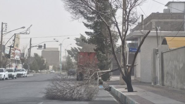 طوفان بیش از ۲۰۰ درخت را در رفسنجان شکست