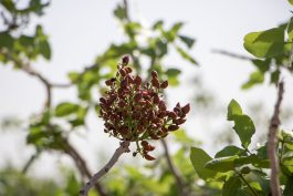 <span style='color:#a2a2a2;font-size:12px;'>گزارش تصویری؛</span><br/>شکوفههای بهاری پسته در شهر طلای سبز