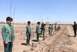 <span style='color:#a2a2a2;font-size:12px;'>مدیر کل آموزش و پرورش کرمان خبرداد؛</span><br/>آغاز پویش «ریشه‌های ماندگار» در رفسنجان با کاشت ۱۶۸ اصله درخت به یاد شهدای مدرسه شجره طیبه میناب