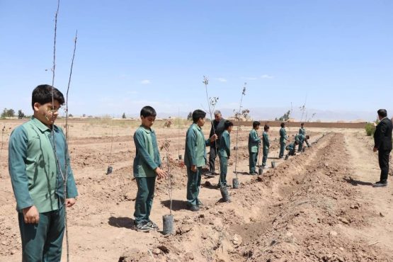 <span style='color:#a2a2a2;font-size:12px;'>مدیر کل آموزش و پرورش کرمان خبرداد؛</span><br/>آغاز پویش «ریشه‌های ماندگار» در رفسنجان با کاشت ۱۶۸ اصله درخت به یاد شهدای مدرسه شجره طیبه میناب